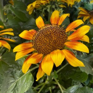 HELIANTHUS SOLROS FLAME KRUKA K:12CM x6