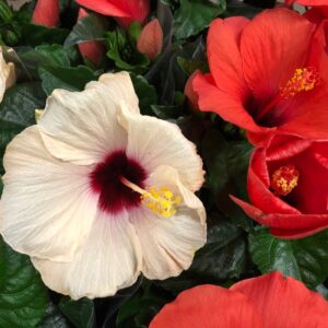 HIBISCUS K:13CM x6