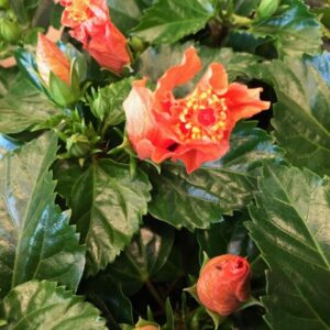 HIBISCUS ORANGE/APRIKOS K:13CM x6