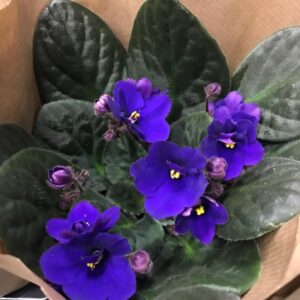 SAINT PAULA MÖRKBLÅ x10