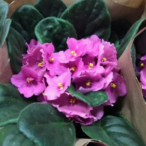 SAINT PAULA ROSA x10