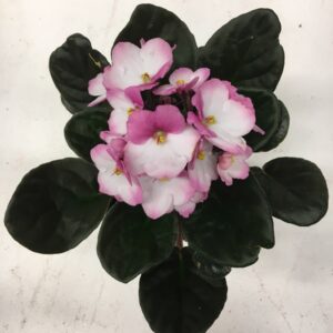 SAINT PAULA ROSA-VIT x10