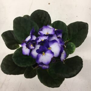 SAINT PAULA BLÅ-VIT x10