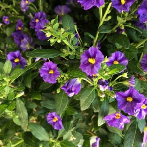 SOLANUM STAM BLÅ H:70-80CM