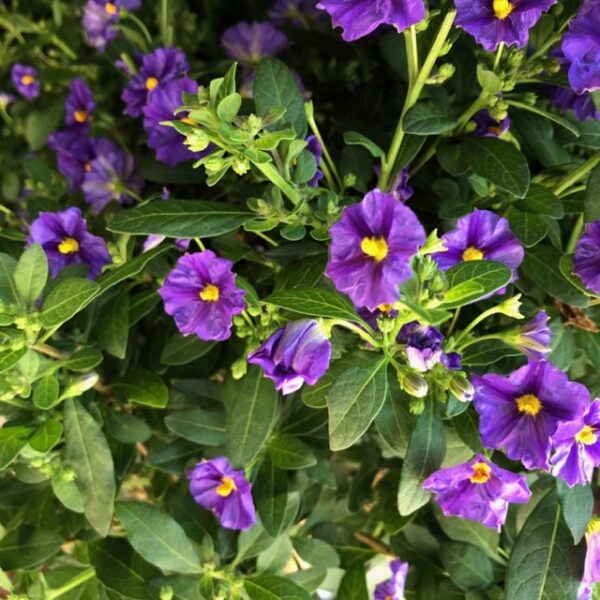 SOLANUM STAM BLÅ H:70-80CM