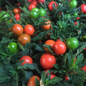 SOLANUM PSEUDO ORANGE K:11CM x10