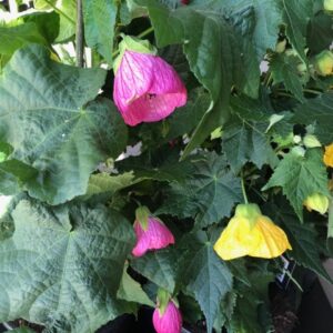 ABUTILON KLOCKMALVA MIX K:15CM x6