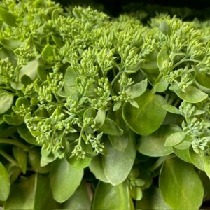SEDUM HERBSTFREUDE ARVID x6