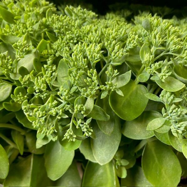 SEDUM HERBSTFREUDE ARVID x6