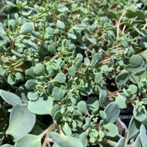 SEDUM CAUOTICOLA MB SV x10