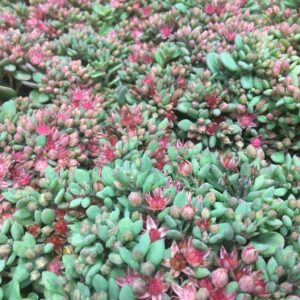 SEDUM CAUOTICOLA DK K:12CM x8