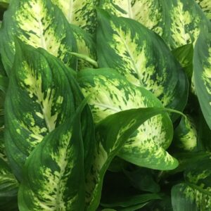 DIEFFENBACHIA K:12CM x10