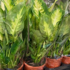 DIEFFENBACHIA COMPACTA/CAMILLA x10