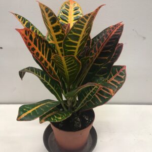CODIAEUM EXCELLENT/KROTON K:13CM x8