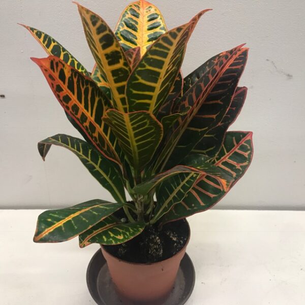 CODIAEUM EXCELLENT/KROTON K:13CM x8
