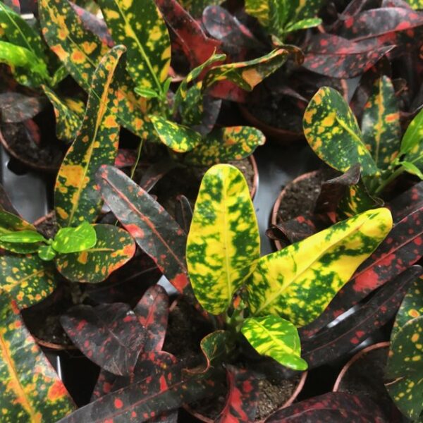 CODIAEUM KROTON MINI x12