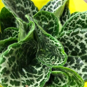 STREPTOCARPUS TURTLE K:13CM x6
