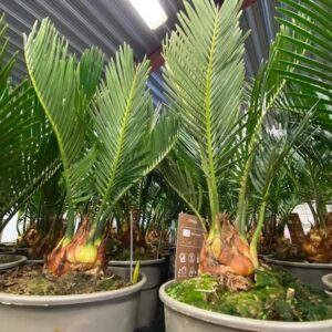 CYCAS REVOLUTA K:12 x10
