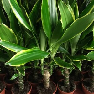 DRACENA GOLDCOAST H:40-50CM x8
