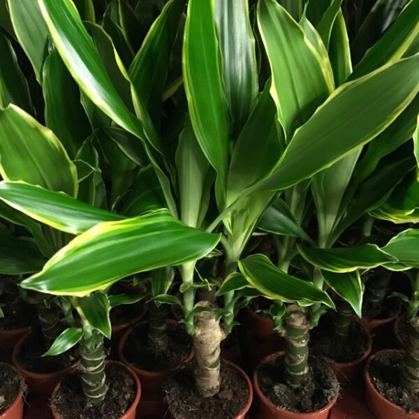 DRACENA GOLDCOAST H:40-50CM x8