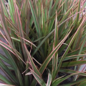 DRACENA MARGINATA K:9CM x12