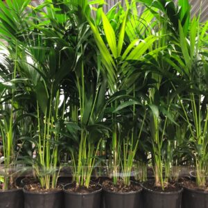 HOWEA FOSTERIANA H:90-110CM