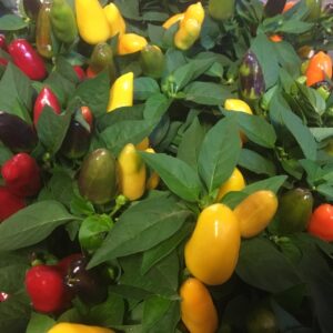 CAPSICUM FESTIVAL FLERFÄRGAD x12