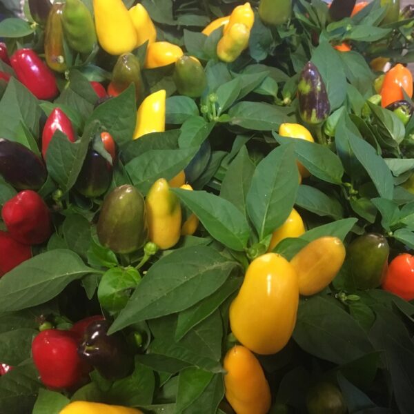 CAPSICUM FESTIVAL FLERFÄRGAD x12