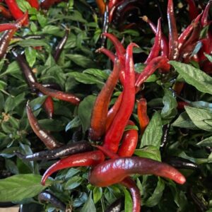 CAPSICUM JOKER MIX x15