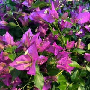 BOUGAINVILLEA K:14CM H:40-50CM