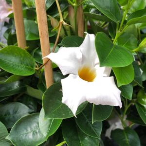DIPLADENIA MANDEVILLEA VIT K:14CM x6