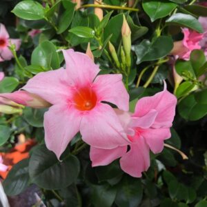DIPLADENIA MANDEVILLEA ROSA K:14CM x6