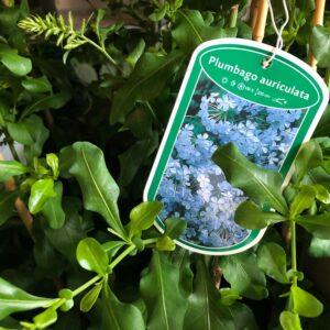 PLUMBAGO BLÅ K:19CM