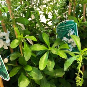 PLUMBAGO VIT K:19CM x3