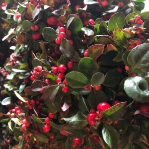 GAULTHERIA RÖDA BÄR K:13CM x8