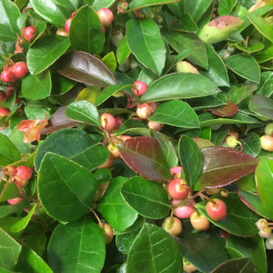 GAULTHERIA RÖDA BÄR K:11CM x10