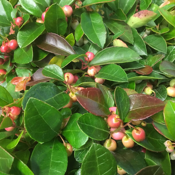 GAULTHERIA RÖDA BÄR K:11CM x10