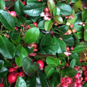 GAULTHERIA RÖDA BÄR K:10CM x15