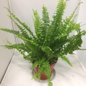 ORMBUNKE K:12CM x6