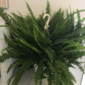 ATHYRIUM BRÄKENLIKNANDE K:12CM x8