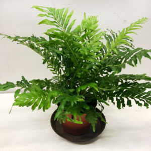 BLECHNUM GIBBUM K:12CM x8
