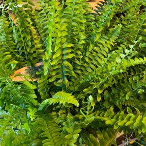 ORMBUNKE GREEN LADY ARVID x6