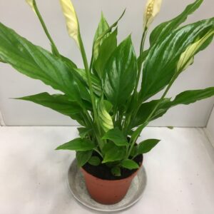 SPATHIPHYLLUM K:9CM x18