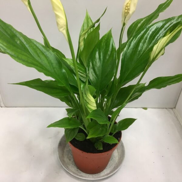 SPATHIPHYLLUM K:9CM x18
