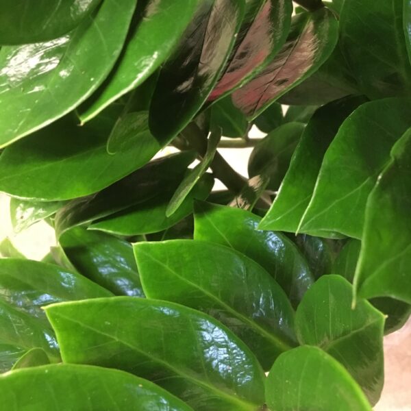 ZAMIOCULCAS K:14CM x7