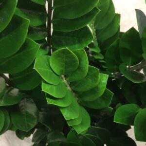 ZAMIOCULCAS K:27CM H:100-110CM