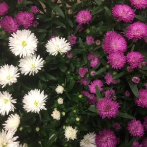 ASTER NOVI-BELGII x15