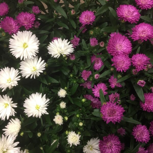 ASTER NOVI-BELGII x15