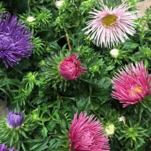 ASTER STRÅL I KRUKA K:12CM x8