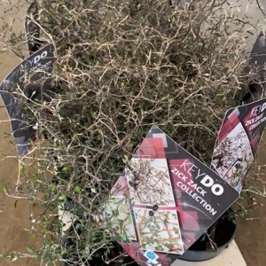 COROKIA SILVERTRÄD BUSK K:12CM x8